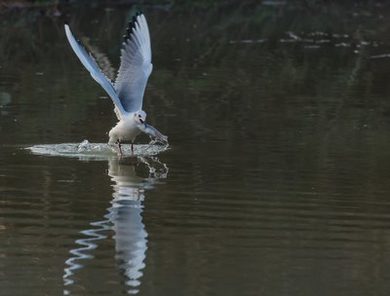 520小说