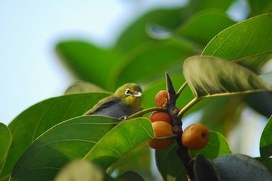 万古神帝飞天鱼免费阅读