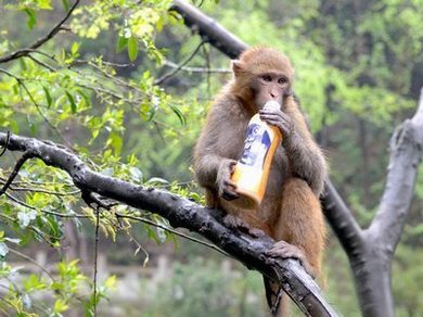 乘风少年吴峥免费阅读全文